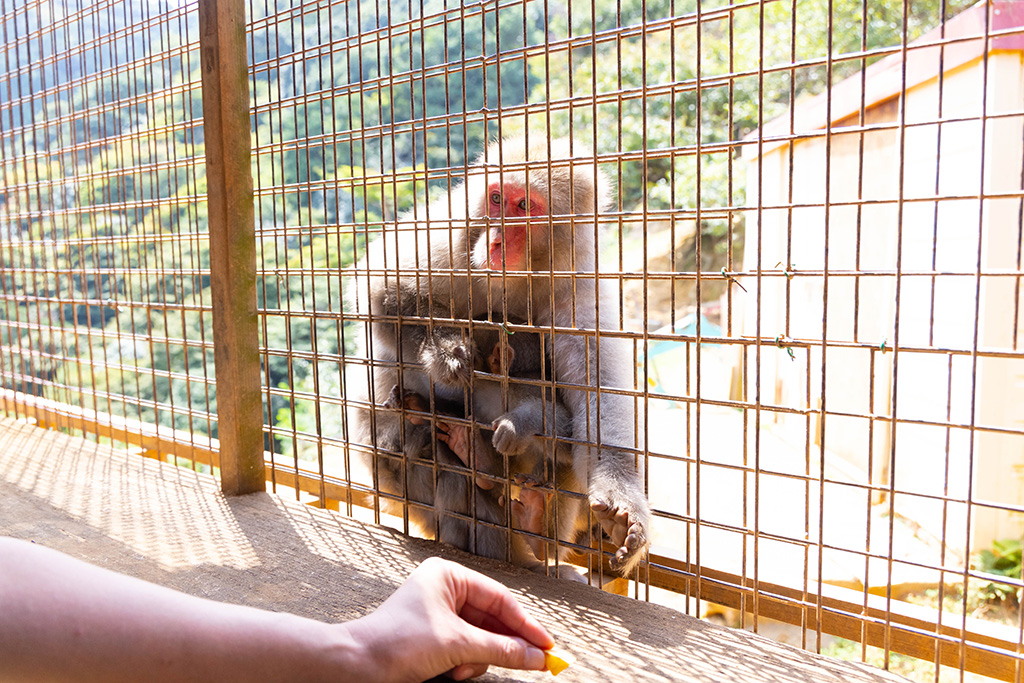 エサやり体験/嵐山モンキーパーク（京都府/京都市）