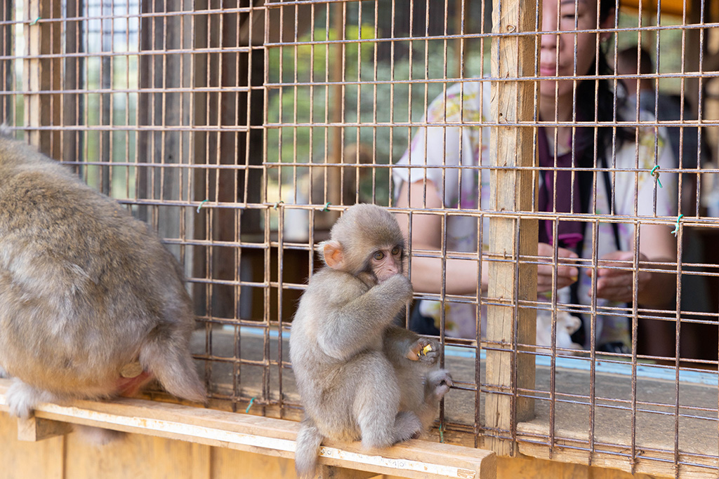 エサやり体験/嵐山モンキーパーク（京都府/京都市）