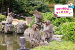 嵐山モンキーパーク（京都府）で、野生のニホンザルの生態を観察しよう！