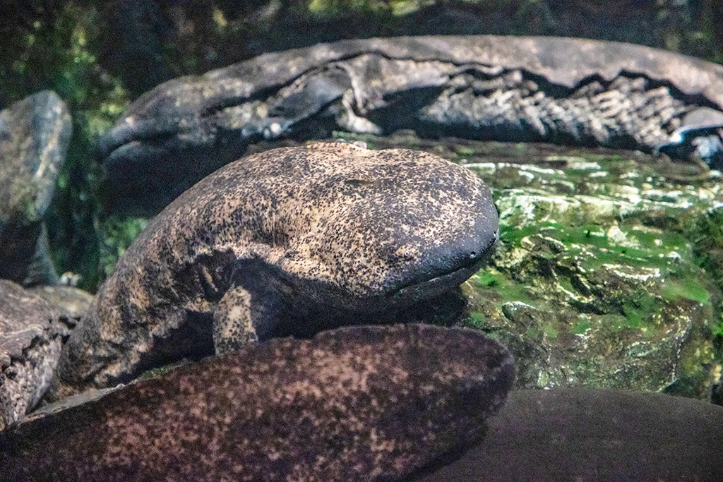 オオサンショウウオ/京都水族館(京都府/京都市)