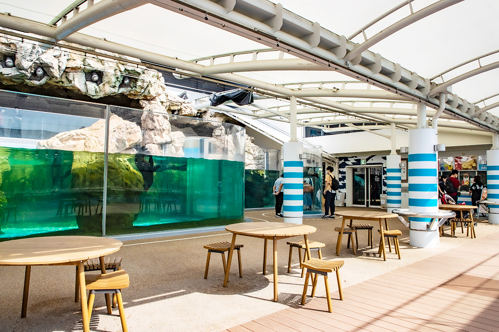 「オットセイ・アザラシ」エリア/京都水族館(京都府/京都市)