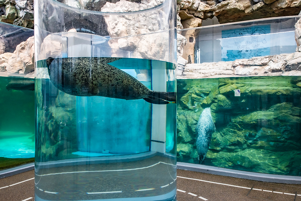 ゴマフアザラシ/京都水族館(京都府/京都市)