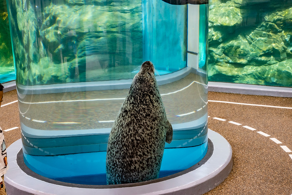ゴマフアザラシ/京都水族館(京都府/京都市)
