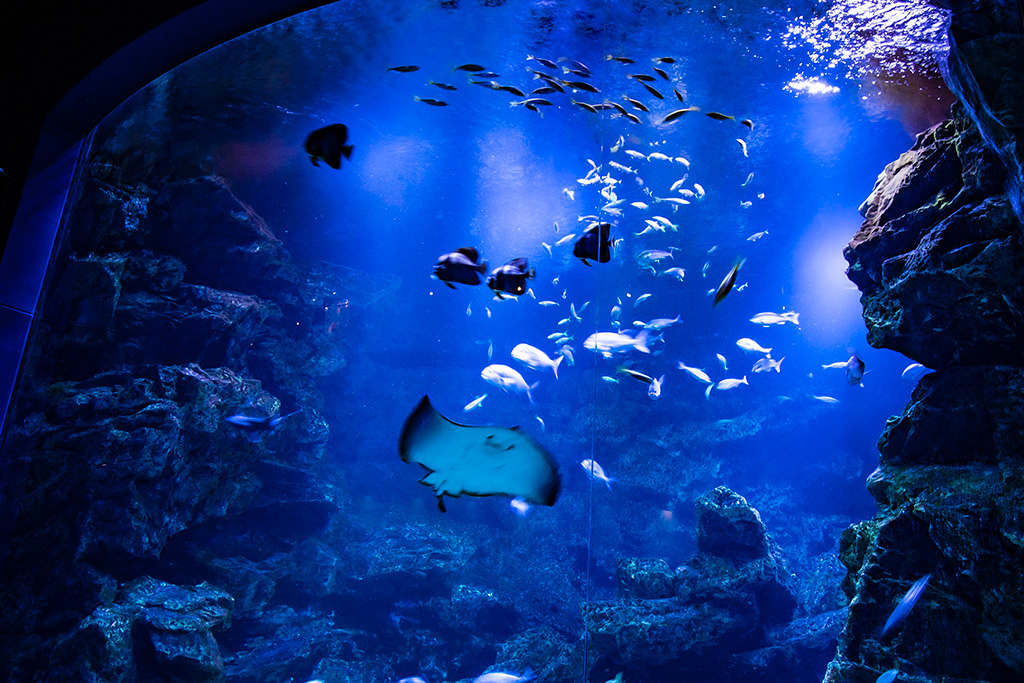 「京の海」大水槽/京都水族館(京都府/京都市)