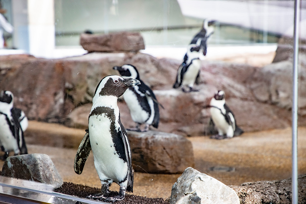 「ペンギン」エリア/京都水族館(京都府/京都市)