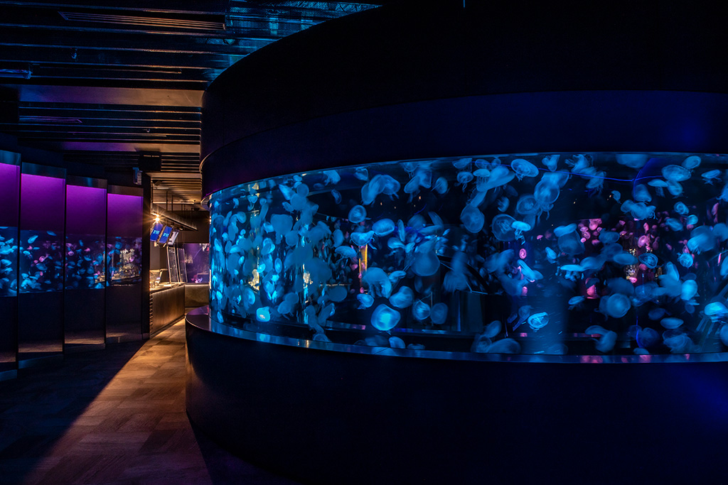 「クラゲワンダー」/京都水族館(京都府/京都市)