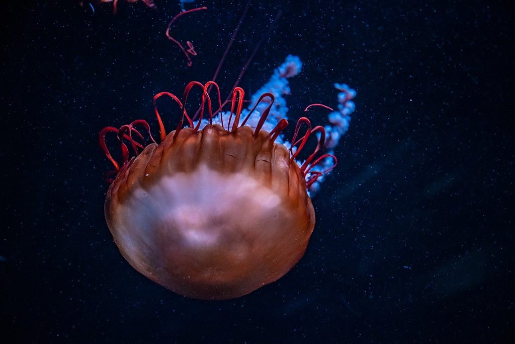 「クラゲワンダー」のクラゲ/京都水族館(京都府/京都市)