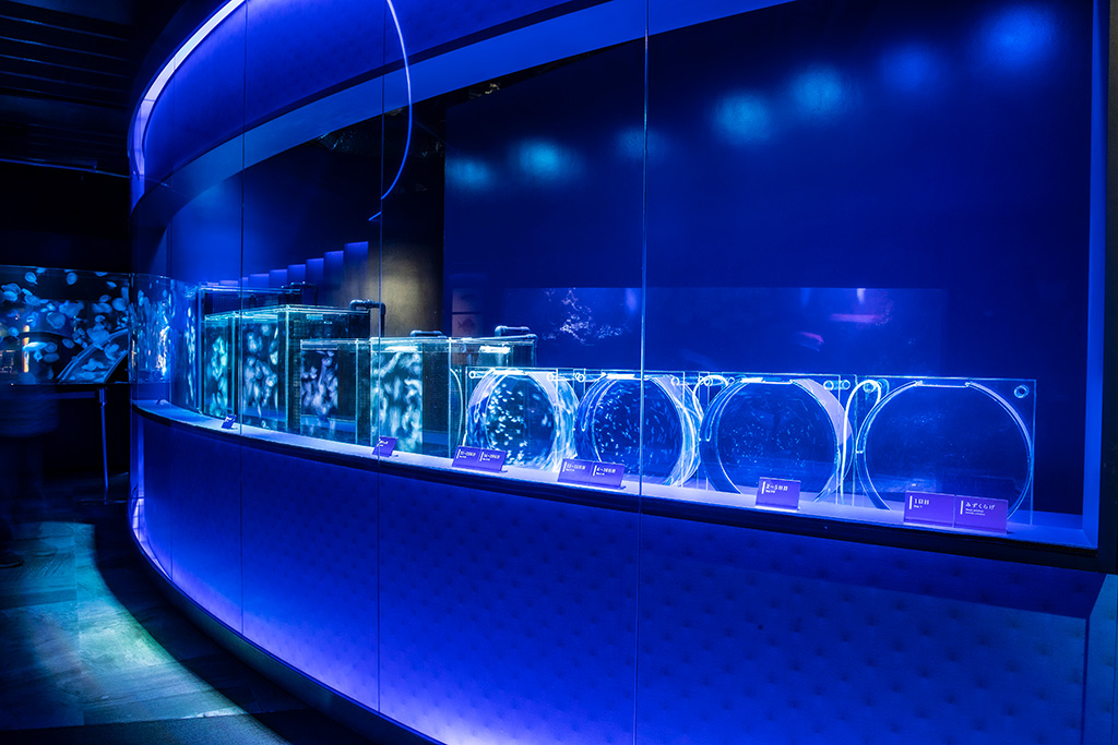 ミズクラゲの成長の過程を見ることができるコーナー/京都水族館(京都府/京都市)