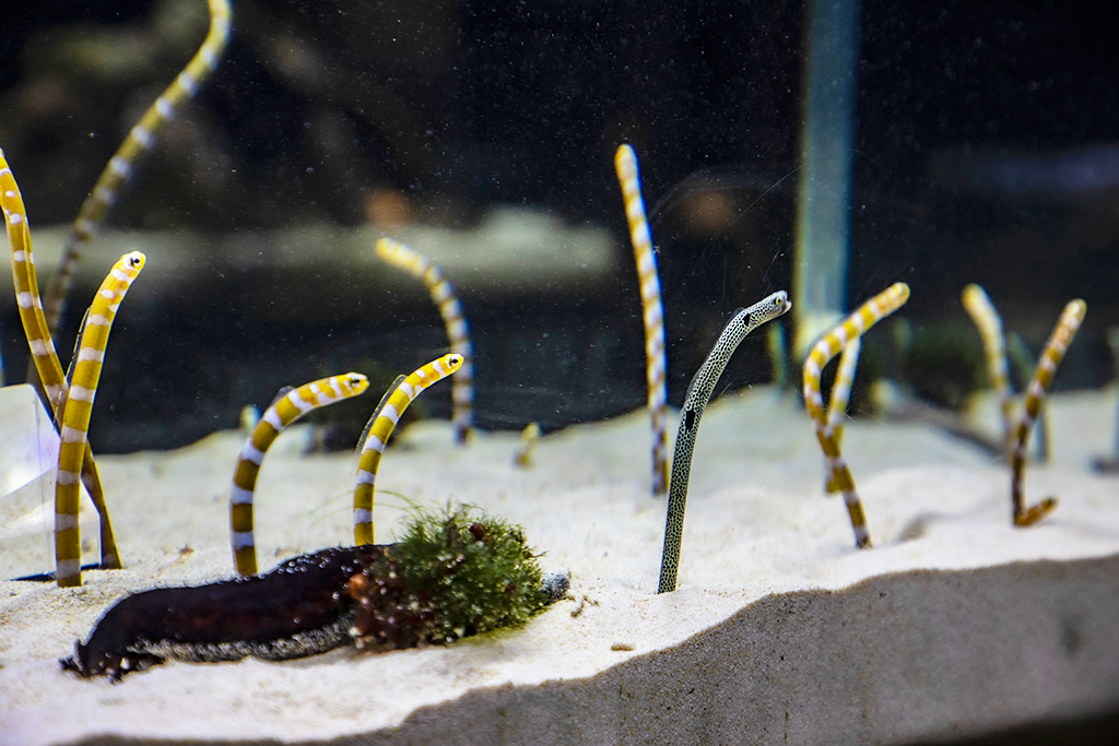 チンアナゴとニシキアナゴ/京都水族館(京都府/京都市)