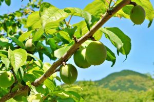全国のおすすめ梅狩りスポット!和歌山の南高梅、東北の豊後などを収穫しよう