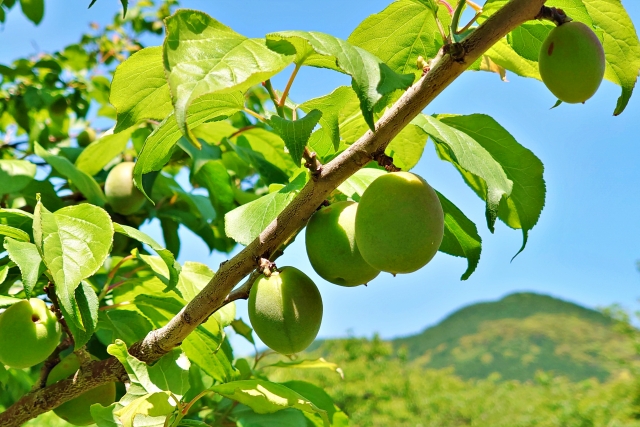 全国のおすすめ梅狩りスポット！和歌山の南高梅、東北の豊後などを収穫しよう