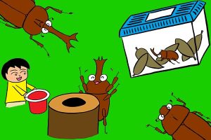 カブトムシ成虫の育て方は?エサや飼育ポイントを初心者向けに解説