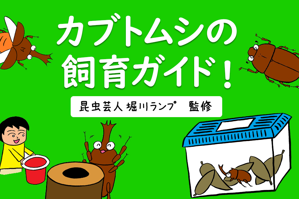 カブトムシ・クワガタ飼育ガイド！／昆虫芸人 堀川ランプ監修