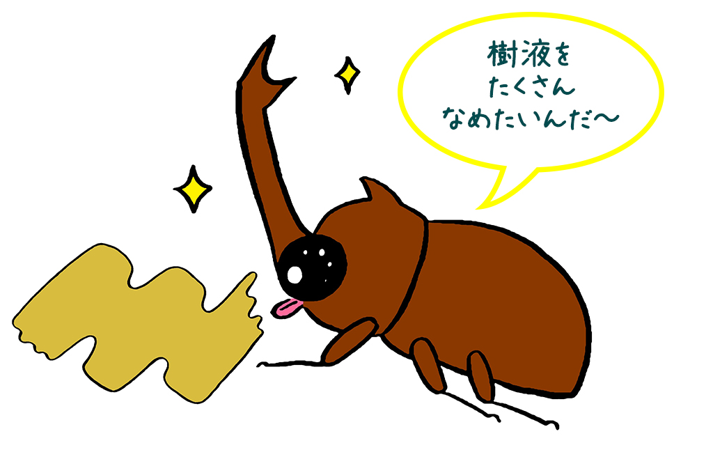 カブトムシやクワガタは、どんな風にエサを食べているのかな