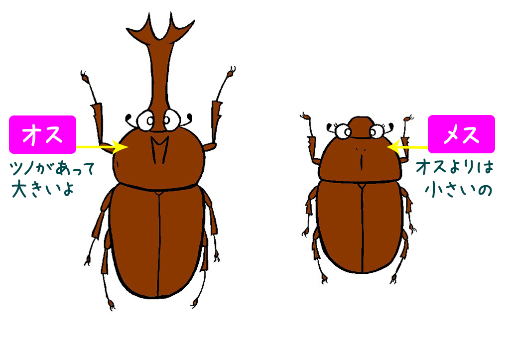 オスとメスの違いはなにかな