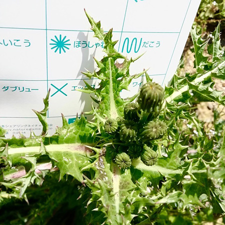 フィールドパターン