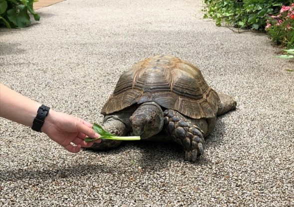 ムツアシガメのムッちゃん/サンシャイン水族館（東京都/豊島区）
