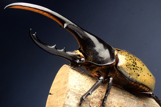 ヘラクレスオオカブト/世界のクワガタ・カブト大集合!(群馬県/みなかみ町)