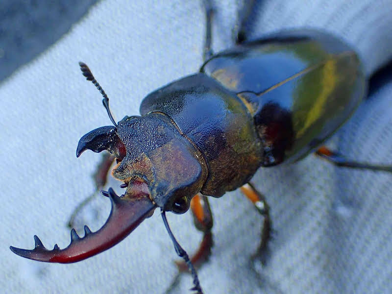 ミヤマクワガタの雌雄同体個体/世界のクワガタ・カブト大集合!(群馬県/みなかみ町)