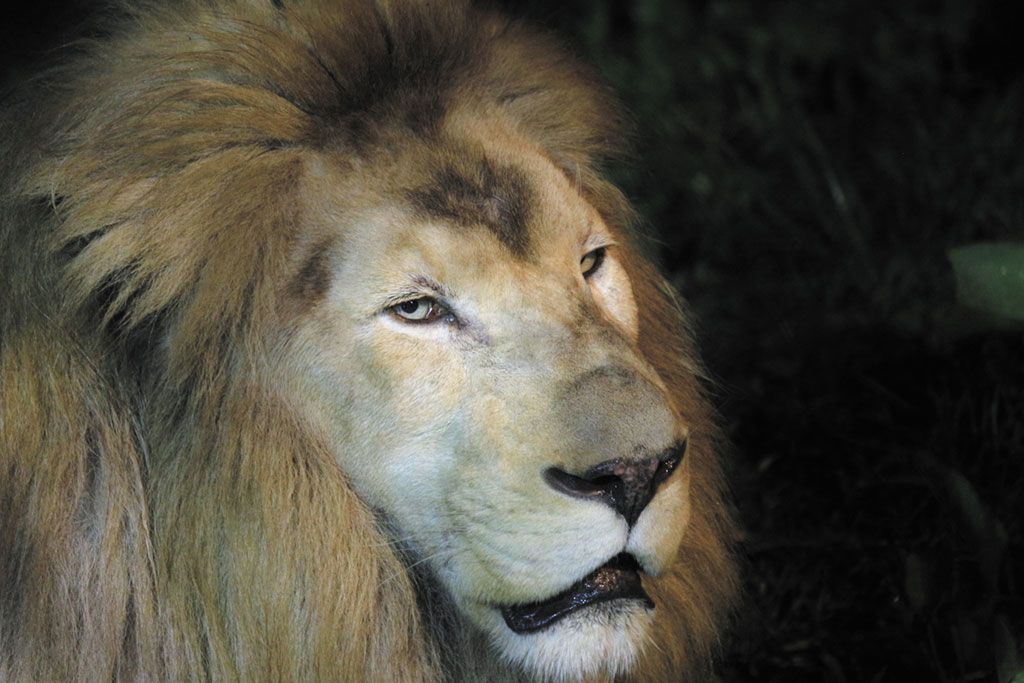 【栃木・那須】アニマルスポットから雨でも楽しめるスポットまで！この夏行きたいおすすめスポット5選