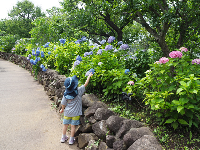 6月上旬はアジサイが見頃/足立区都市農業公園