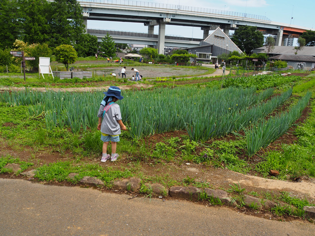 畑や田んぼ/足立区都市農業公園