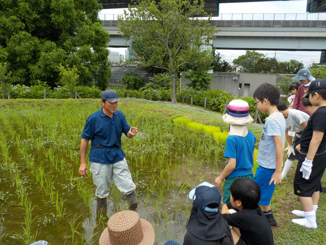 お米作り体験/足立区都市農業公園