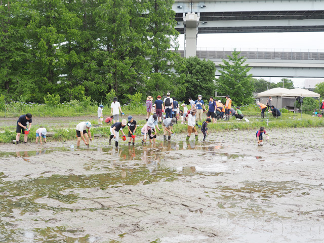 単発の田植え体験プログラム/足立区都市農業公園