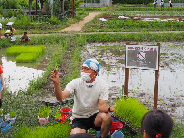 田んぼでも再度、田植えの具体的な方法などのレクチャーがある/足立区都市農業公園