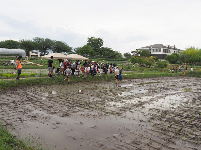 写真のように田んぼに引かれた30cm×30cmの網目の線の交わるところに植える/足立区都市農業公園