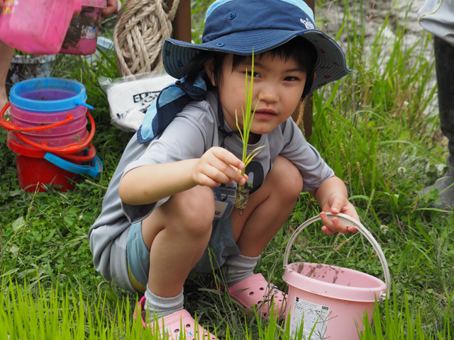 いよいよ田植えがスタート/足立区都市農業公園