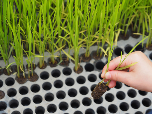 苗を育てる専用の容器/足立区都市農業公園