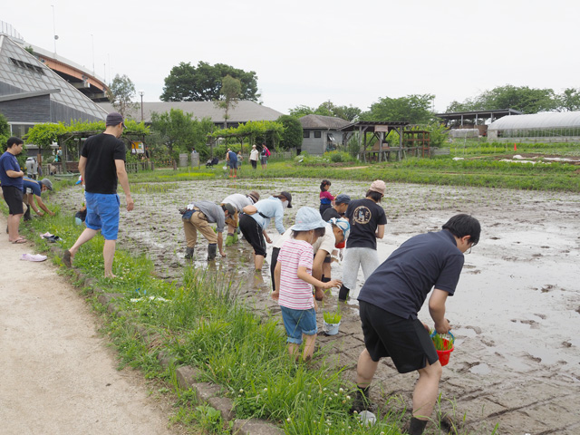 みんなおっかなびっくり田んぼの中へ/足立区都市農業公園