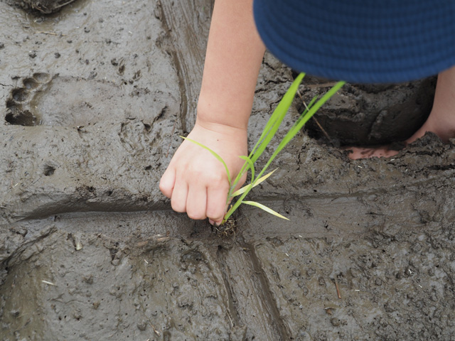 しっかりと植え込むことが重要/足立区都市農業公園