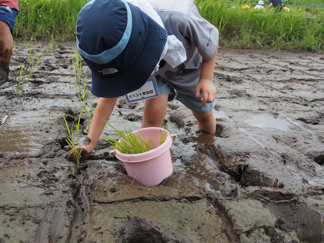 1組(1家族)が3列を担当/足立区都市農業公園