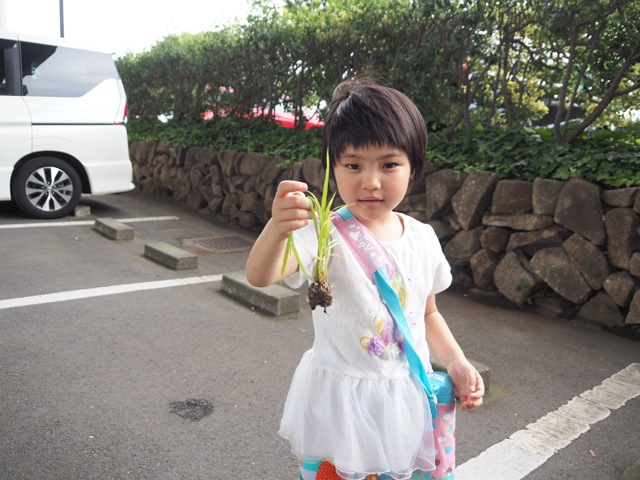 家でお米を育てられる「ボトルイネ」/足立区都市農業公園