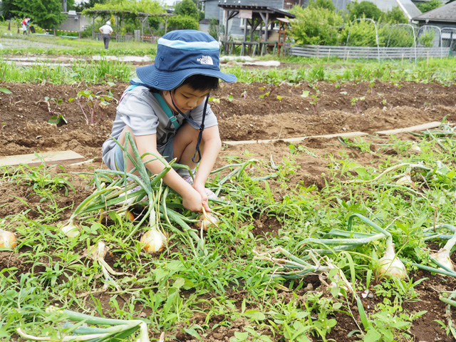 収穫体験/足立区都市農業公園