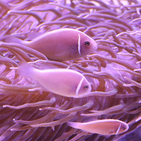 アクアワールド茨城県大洗水族館(大洗町)