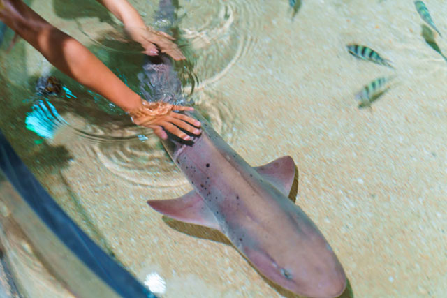 ヒトデやナマコに触れるタッチプール/DMMかりゆし水族館（沖縄県／豊見城市）