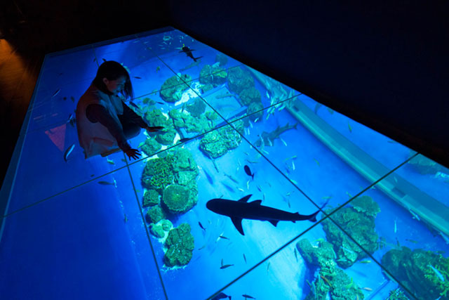 大水槽を真上からウオッチできるガラス張りの床/DMMかりゆし水族館（沖縄県／豊見城市）