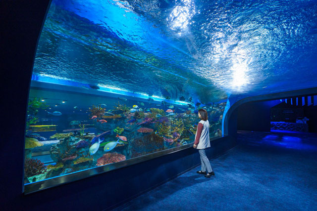 トンネル状の水槽/DMMかりゆし水族館（沖縄県／豊見城市）