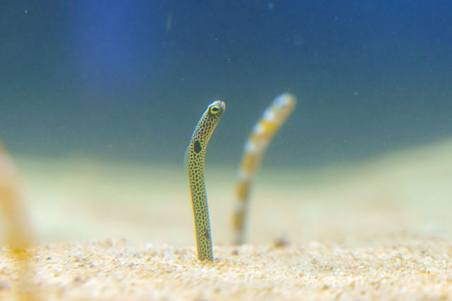 チンアナゴ/DMMかりゆし水族館（沖縄県／豊見城市）
