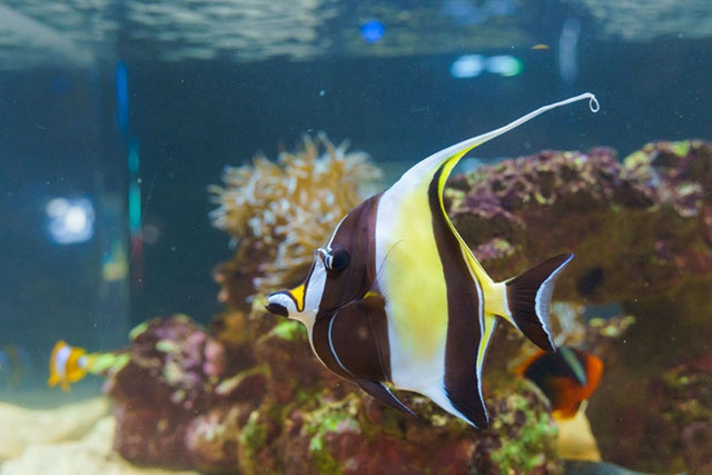 ツノダシ/DMMかりゆし水族館（沖縄県／豊見城市）