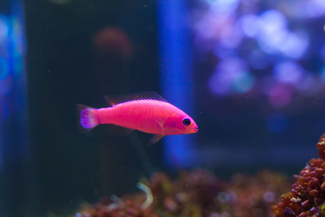 クレナイニセスズメ/DMMかりゆし水族館（沖縄県／豊見城市）