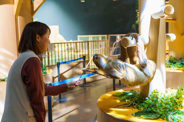 ナマケモノ/DMMかりゆし水族館（沖縄県／豊見城市）