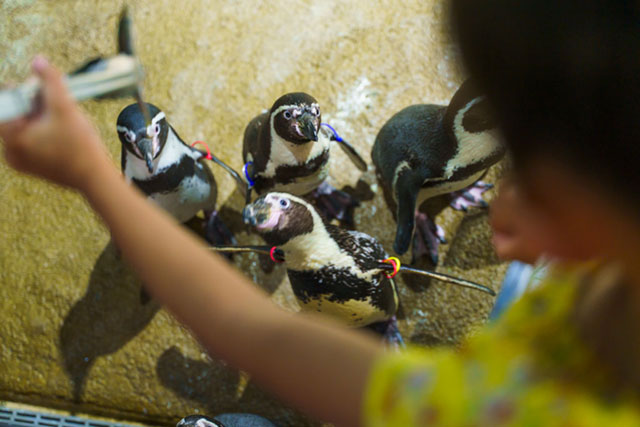 フンボルトペンギン/DMMかりゆし水族館（沖縄県／豊見城市）