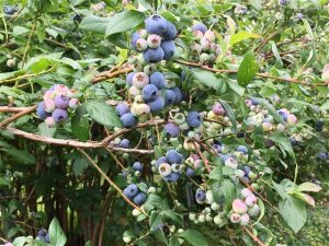 鳥取・島根の夏の果物狩り！ブルーベリー狩り・さくらんぼ狩り
