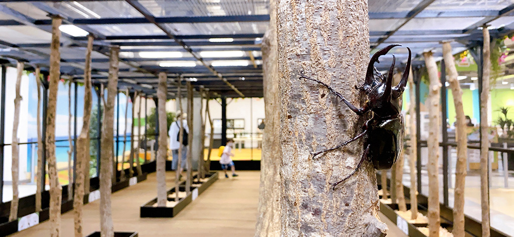 「カブト・クワガタ ふれあいの森 in お台場 2023 with 甲虫王者ムシキング」(神奈川県/横浜市)