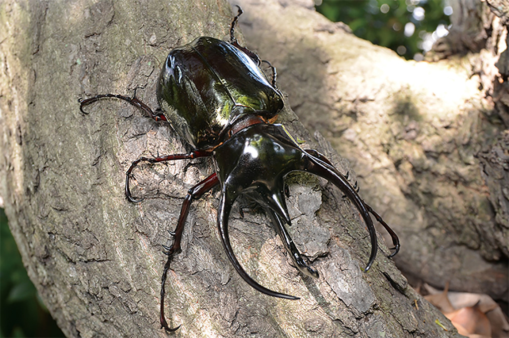 「カブト・クワガタ ふれあいの森 in お台場 2023 with 甲虫王者ムシキング」(神奈川県/横浜市)