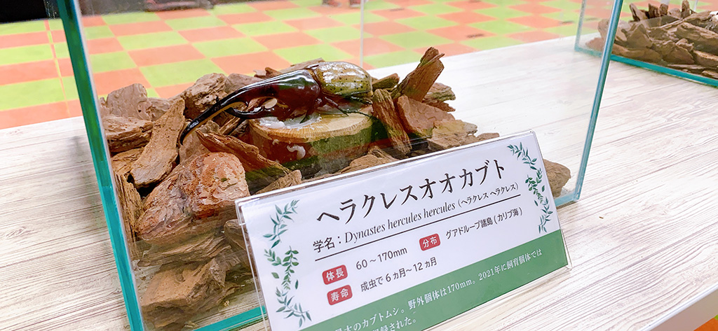 ヘラクレスオオカブト/「カブト・クワガタ ふれあいの森 in お台場 2023 with 甲虫王者ムシキング」(神奈川県/横浜市)